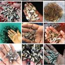 Fish Seeds