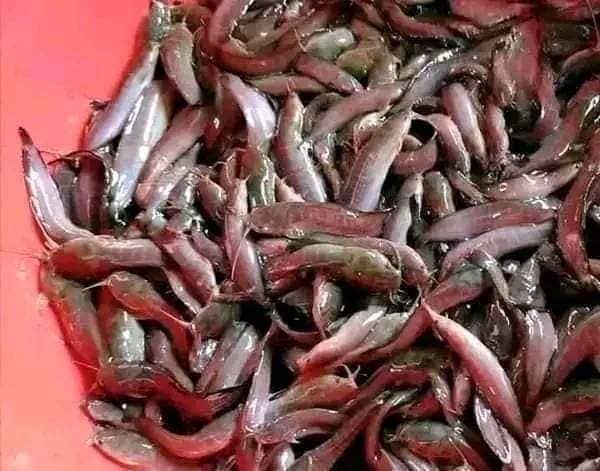 Dasi Magur fish seeds