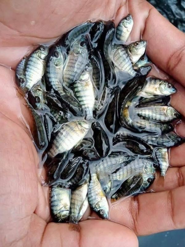 Original Monosex / Talapia  28 days hormone dose complete